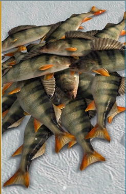 冰钓大师汉化版(图2) 冰钓大师汉化版(图2)